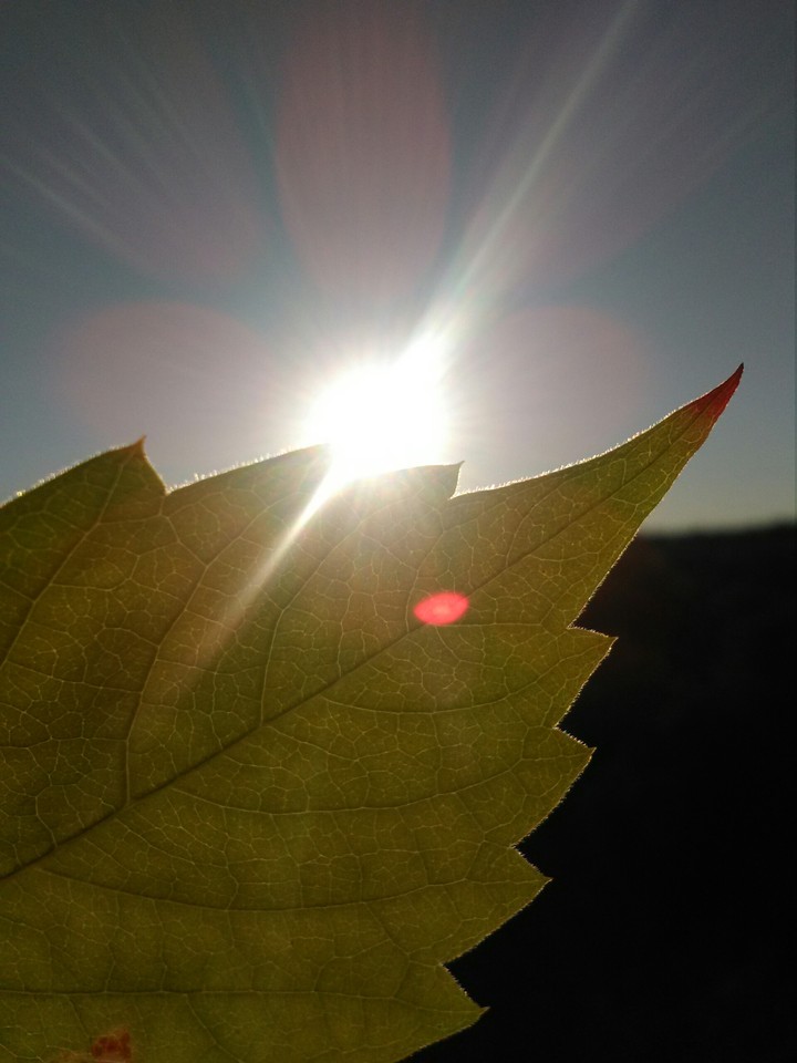 Sun rays