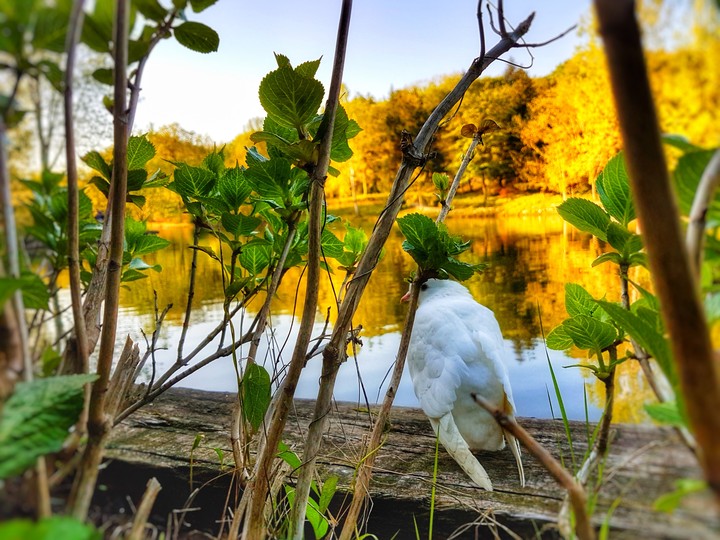 bird