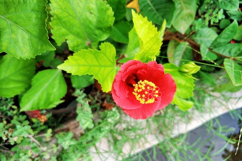 Lovely Flower
