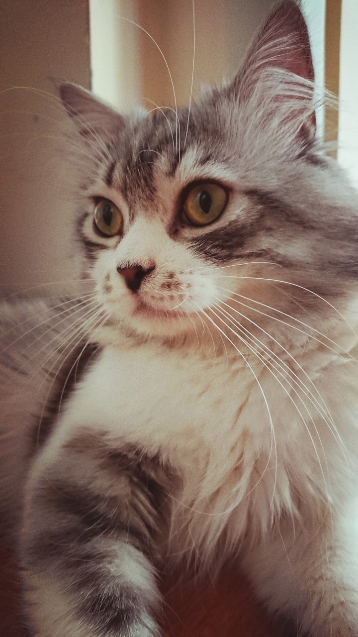 Ferit boy