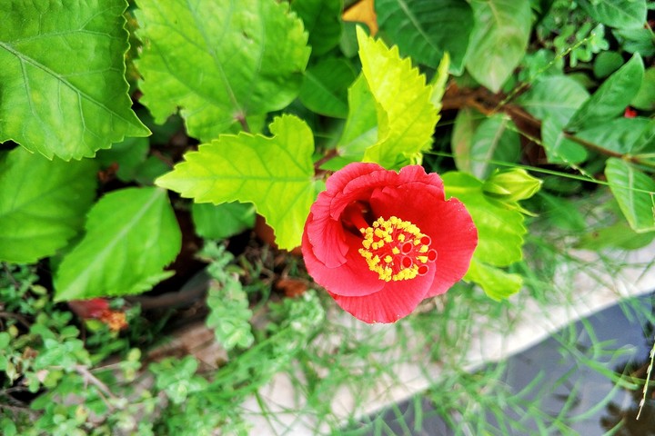 Lovely Flower