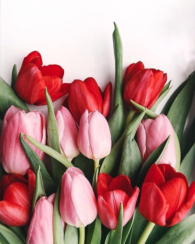 tulipani