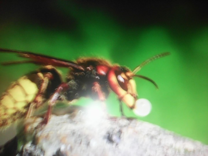 ш