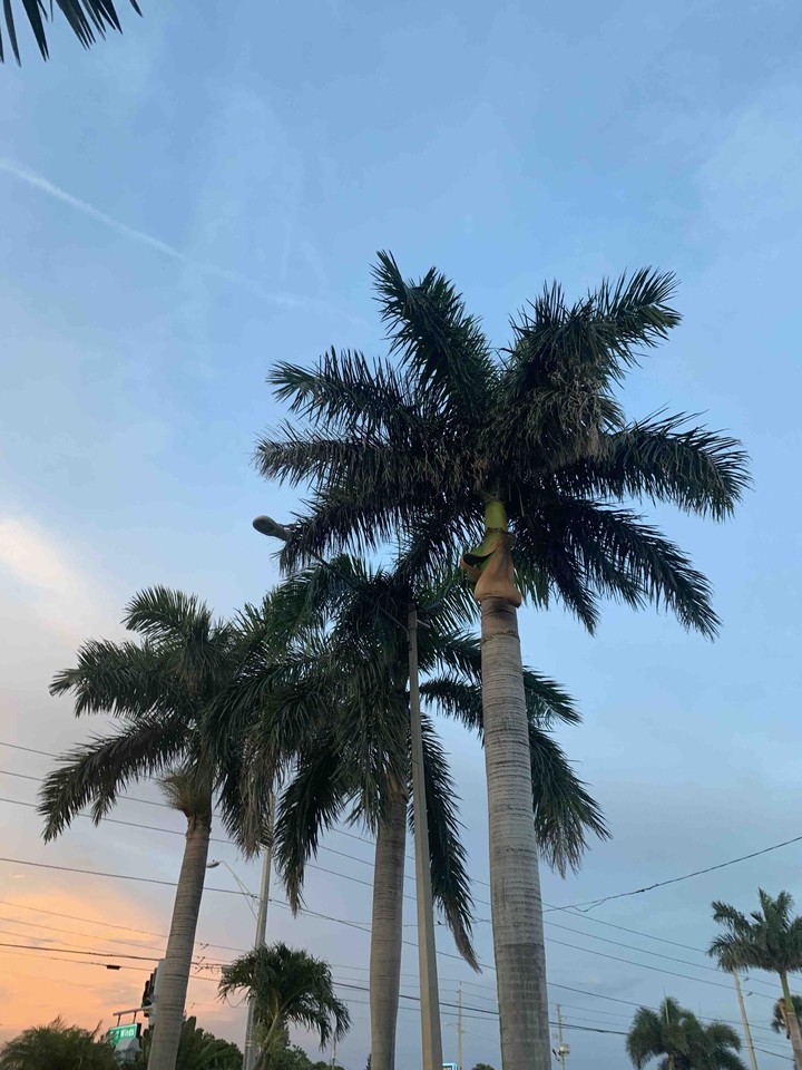 more palm trees