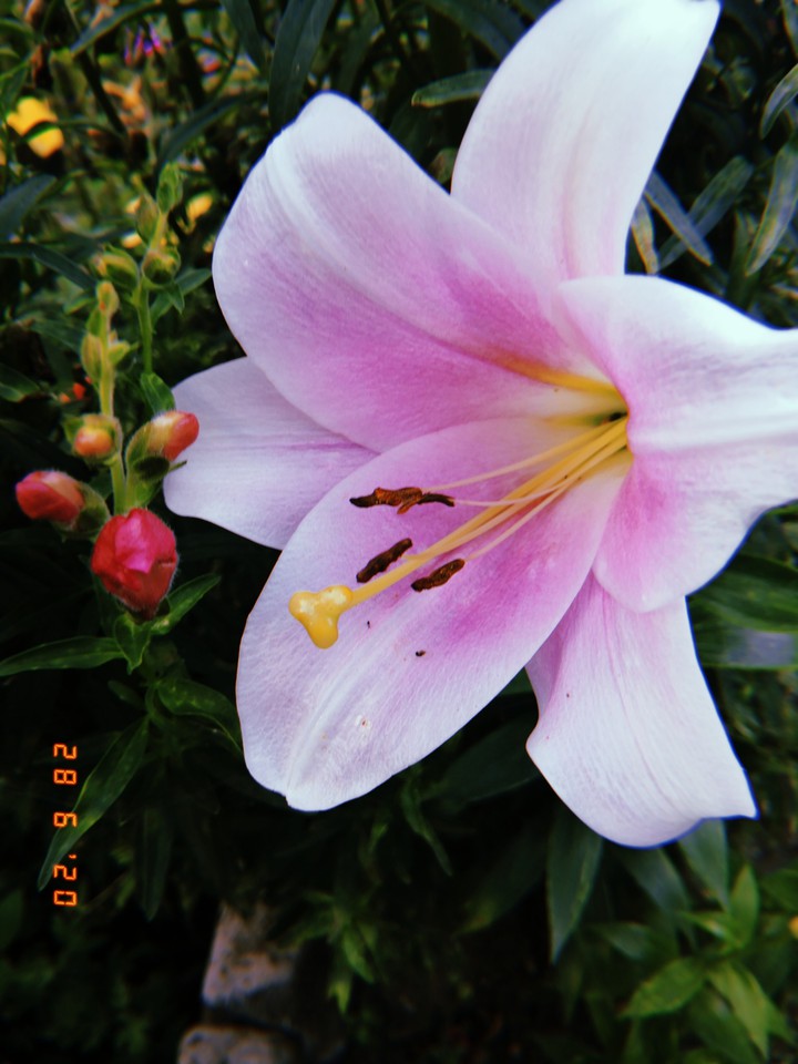 Pink lilia
