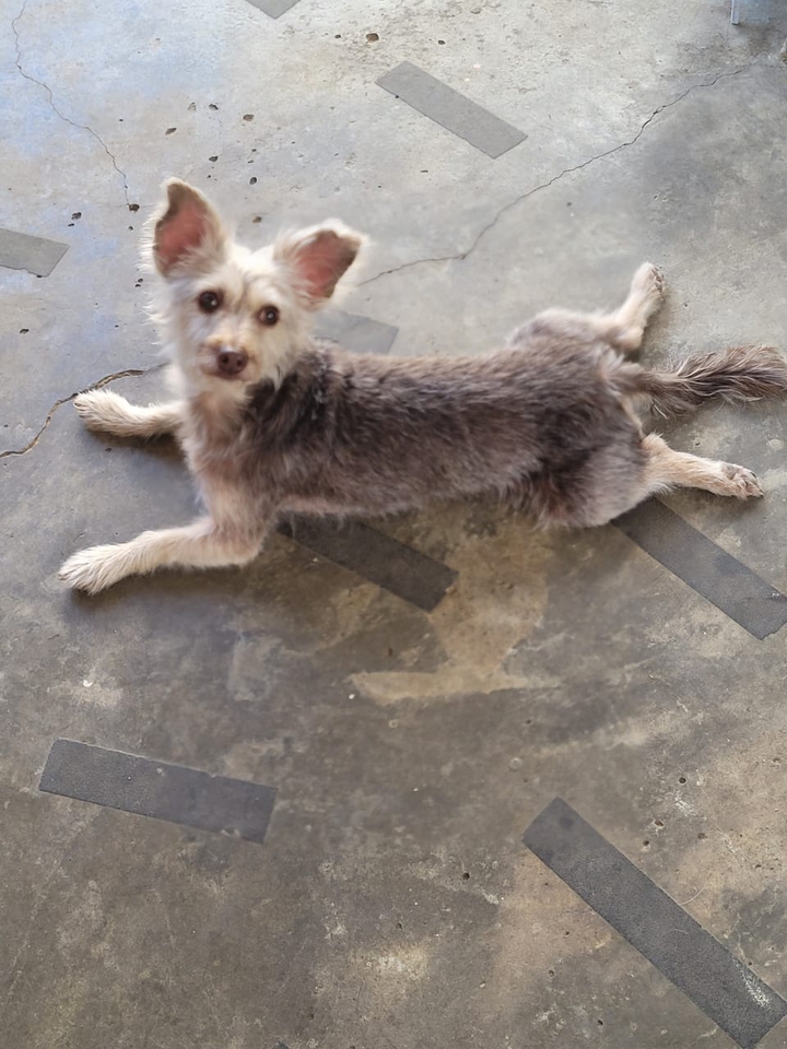 Brenda , resgatada da rua?