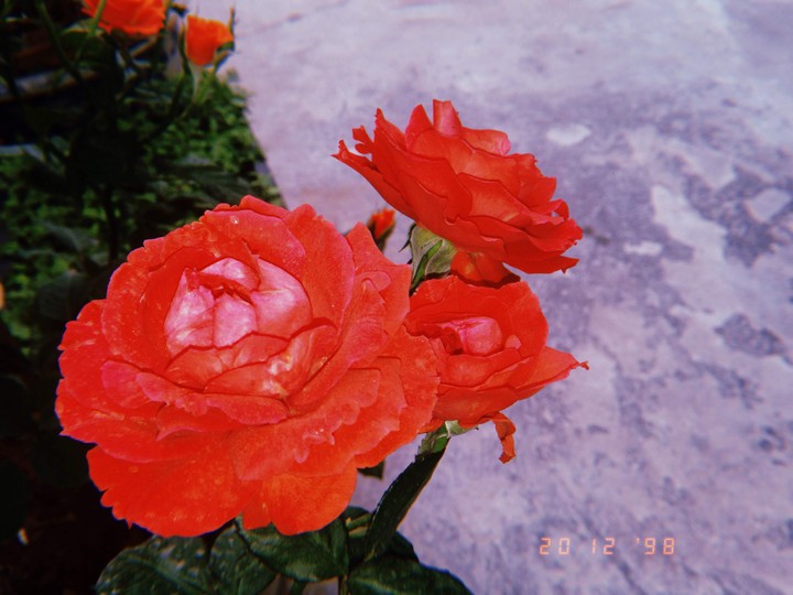 flower.....