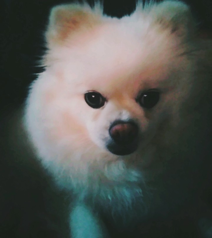 강아지