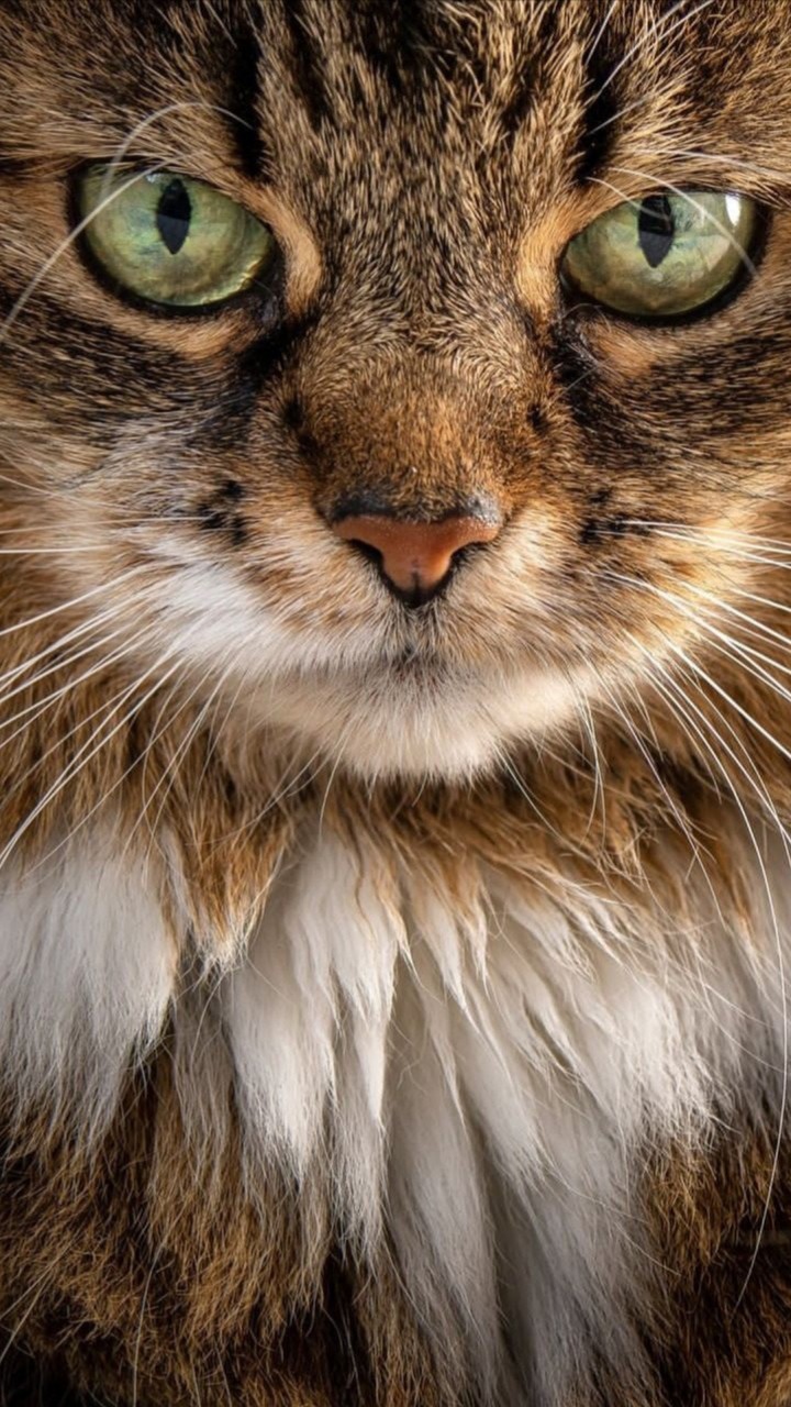 kedi
