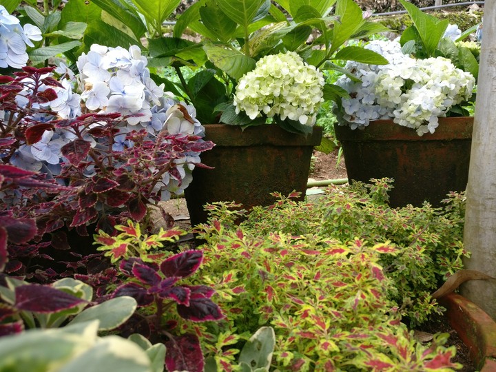 flowers
