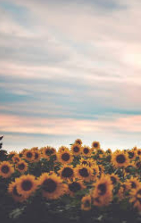 sunflowers