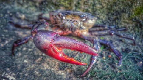 field crab