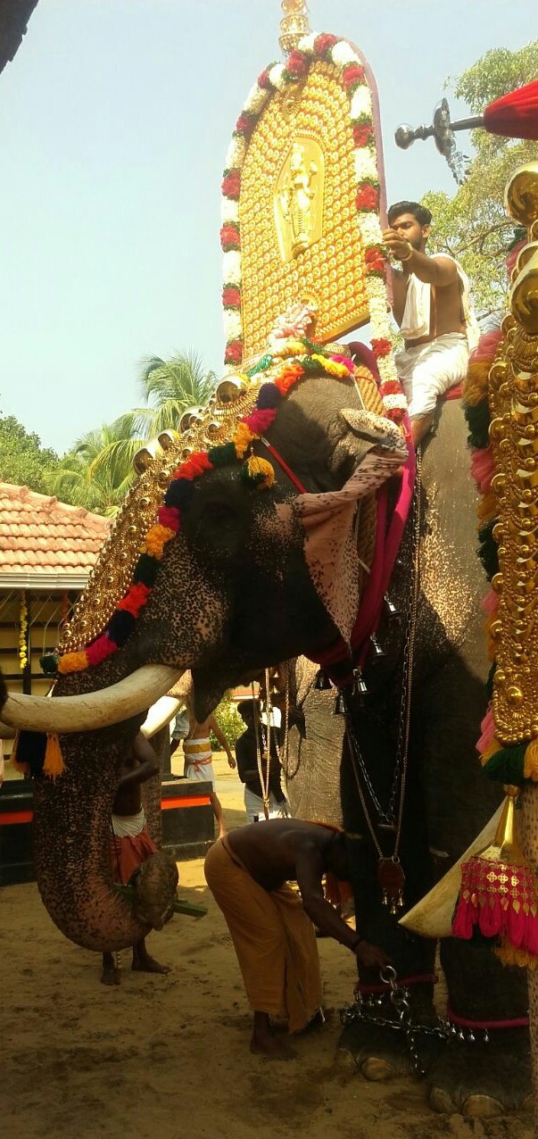 elephant