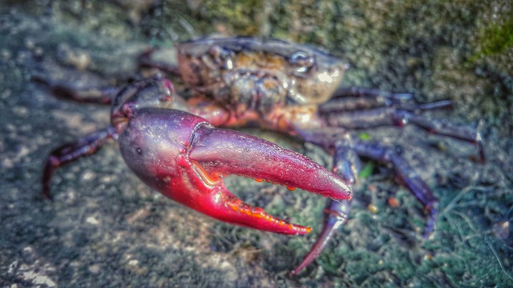 field crab