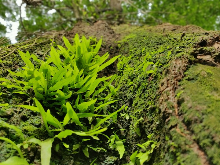 nature