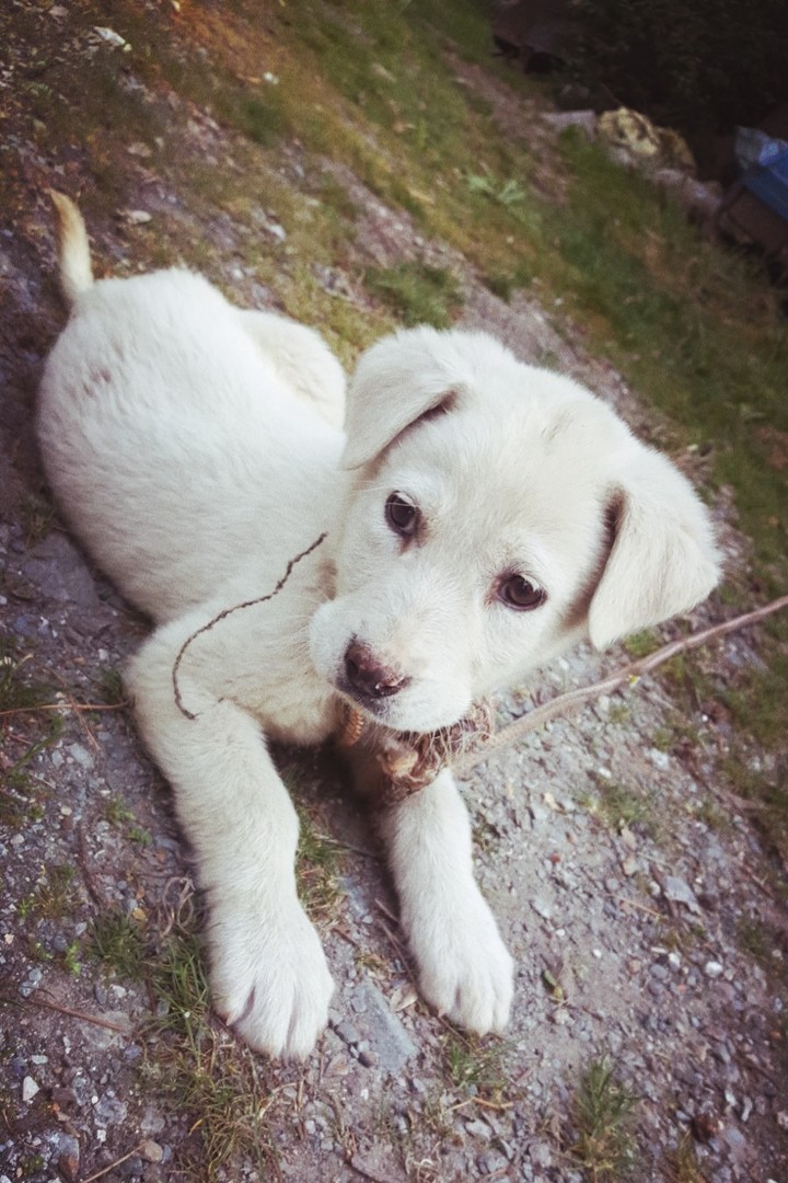 Puppy