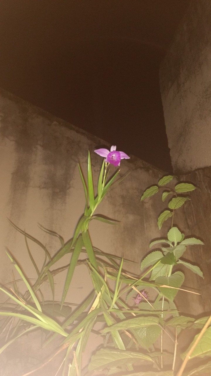 orquídea