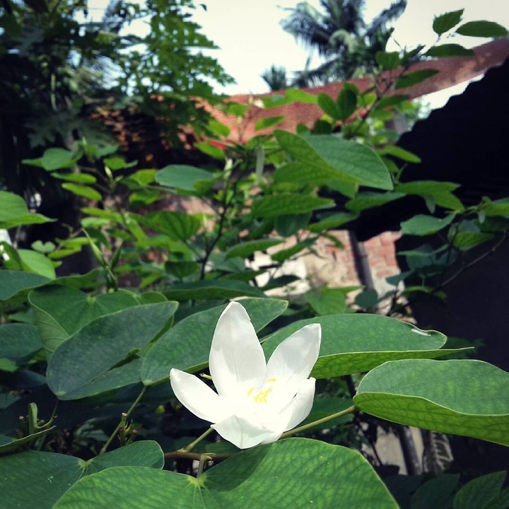 white flower