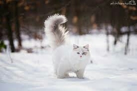 snow white