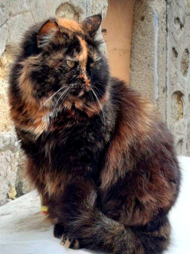 Eyes Of Angry Cat