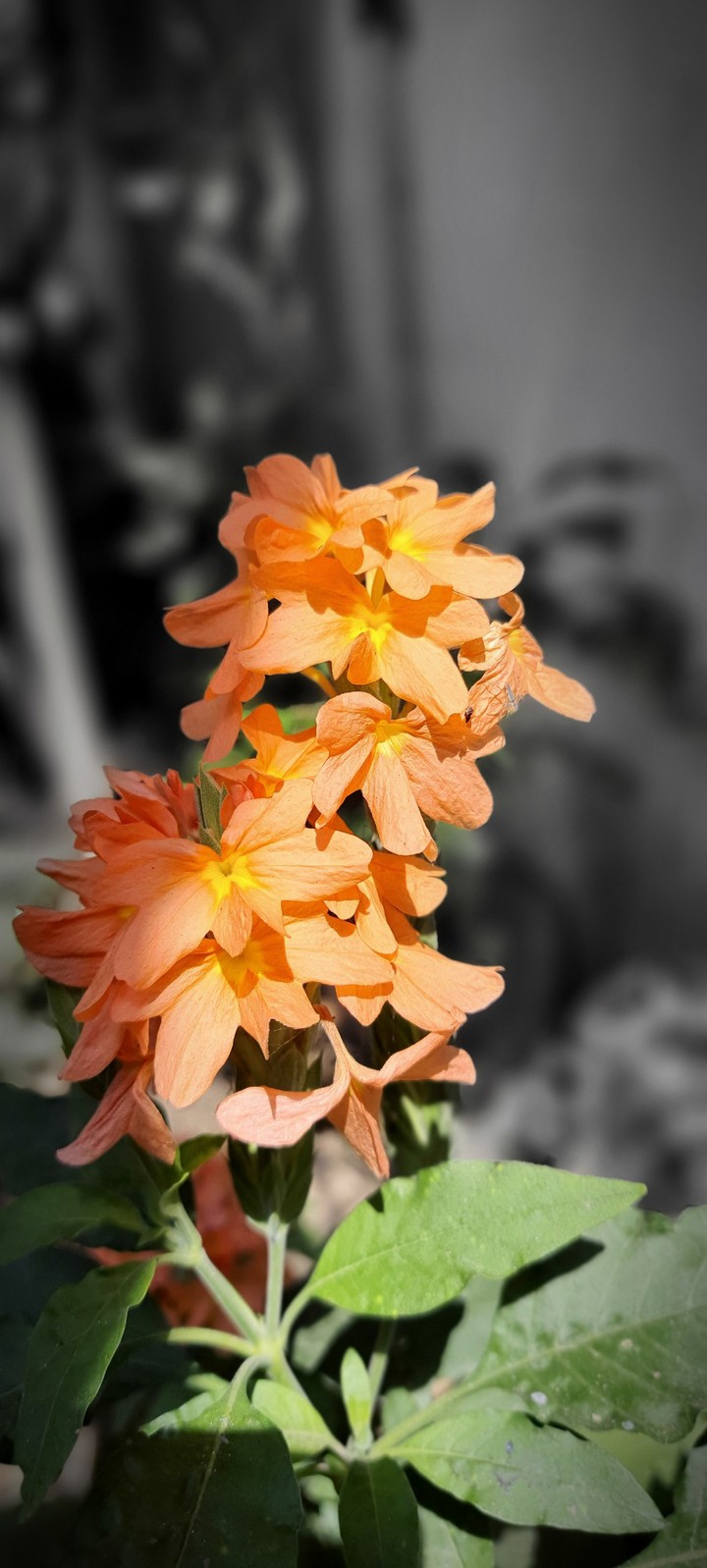 orange flowers