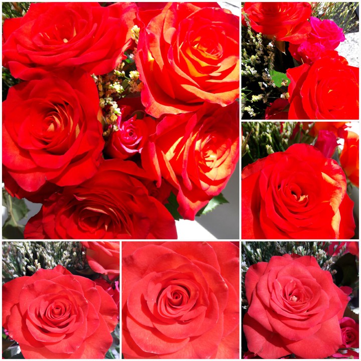 rose