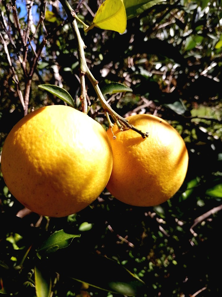 Oranges