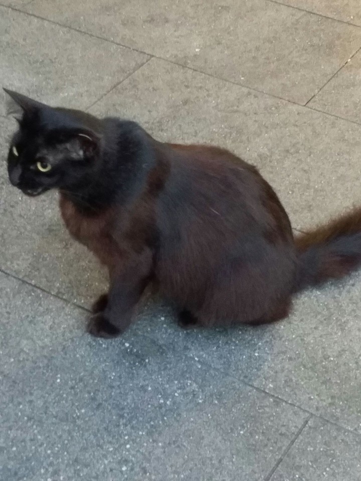 Cat