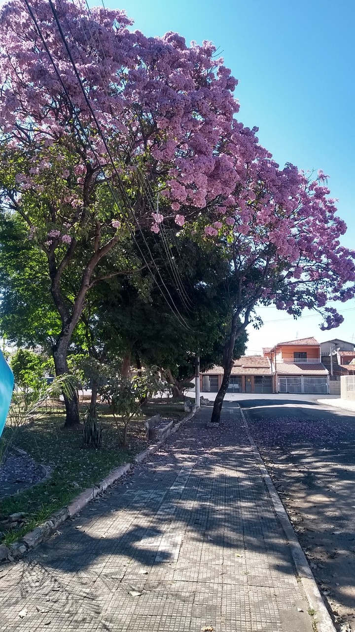 Domingo de manhã