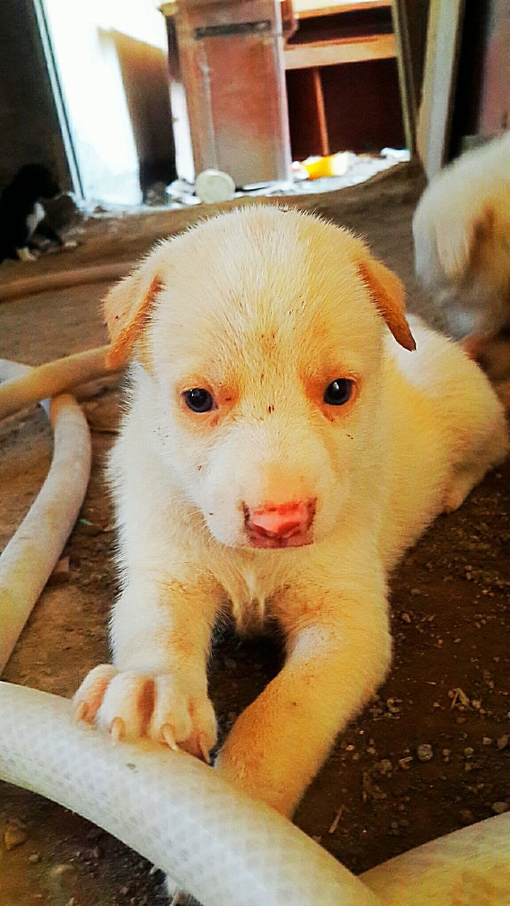 Indian dogs