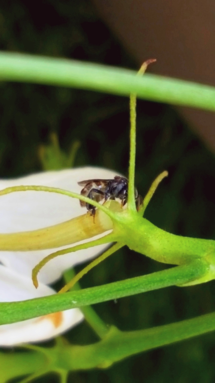 Insect