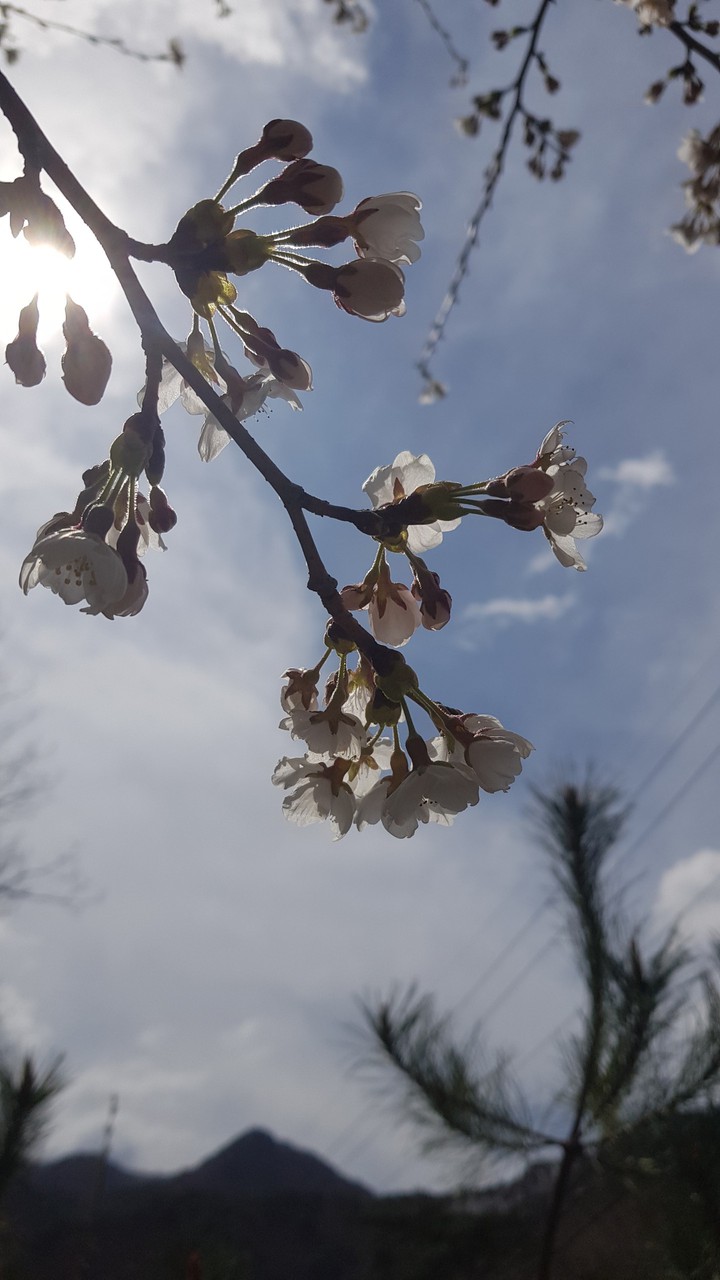 spring