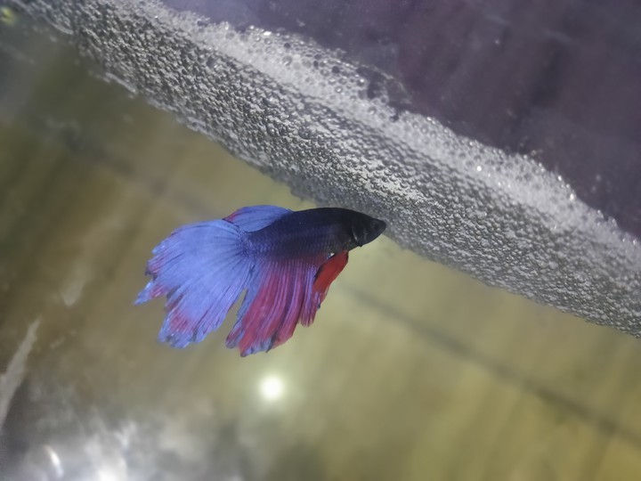 betta