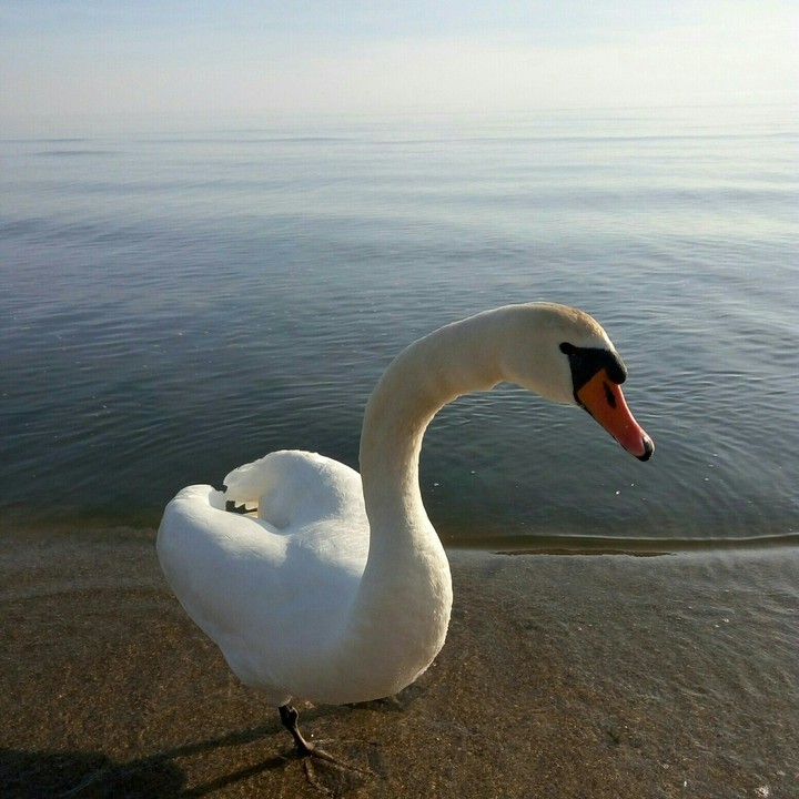 Swan:)