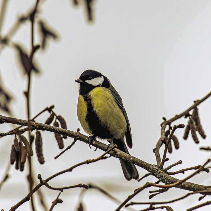 bird