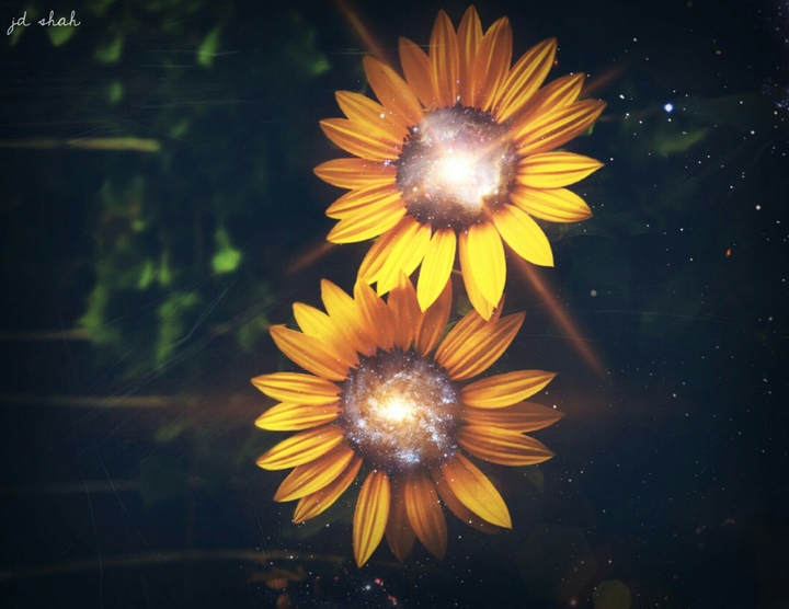 flowers of dream