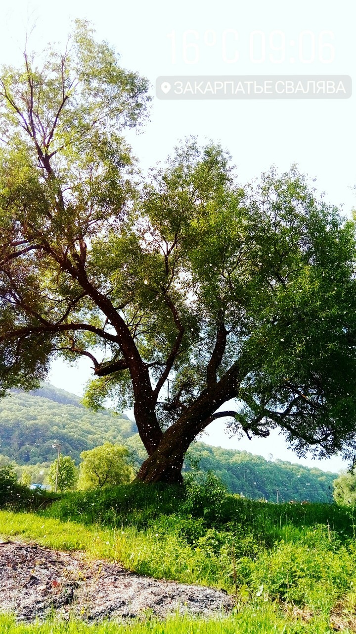 nature