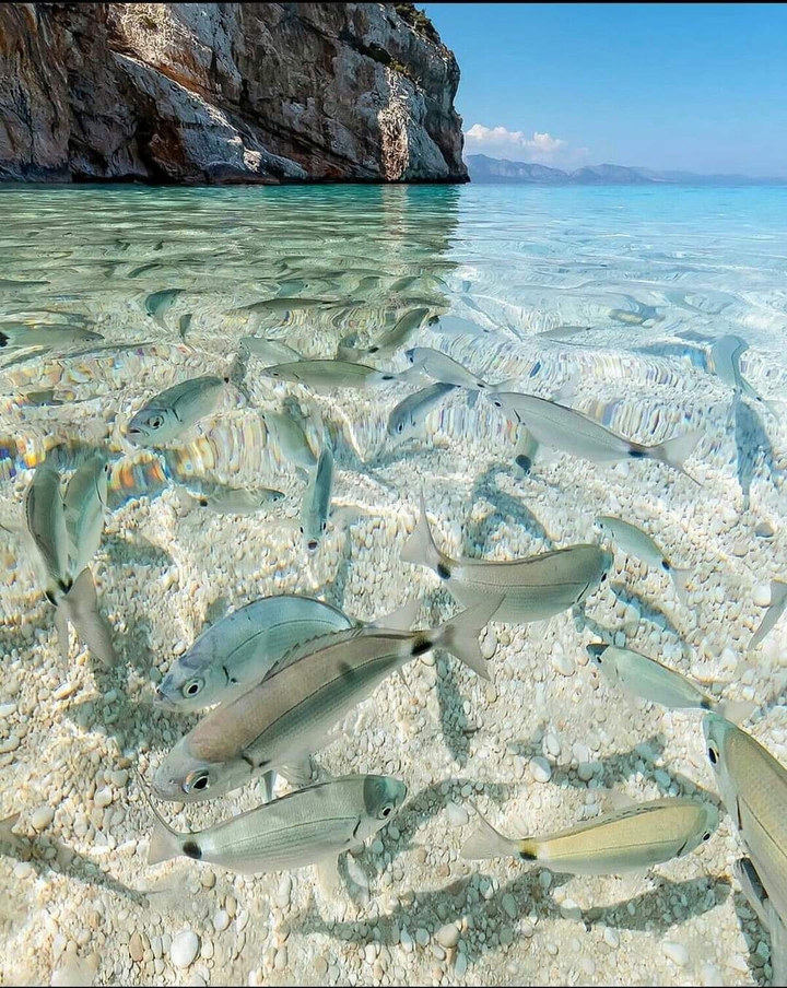 fish