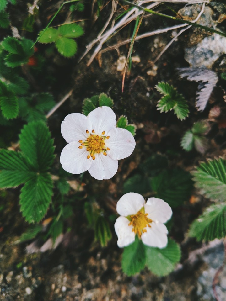 wildflower