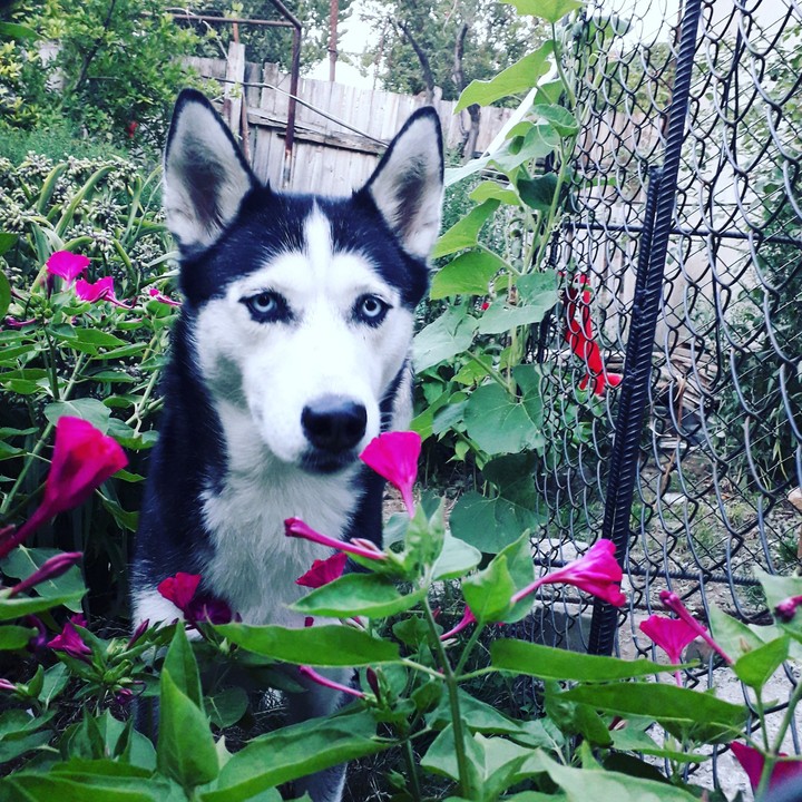 Husky