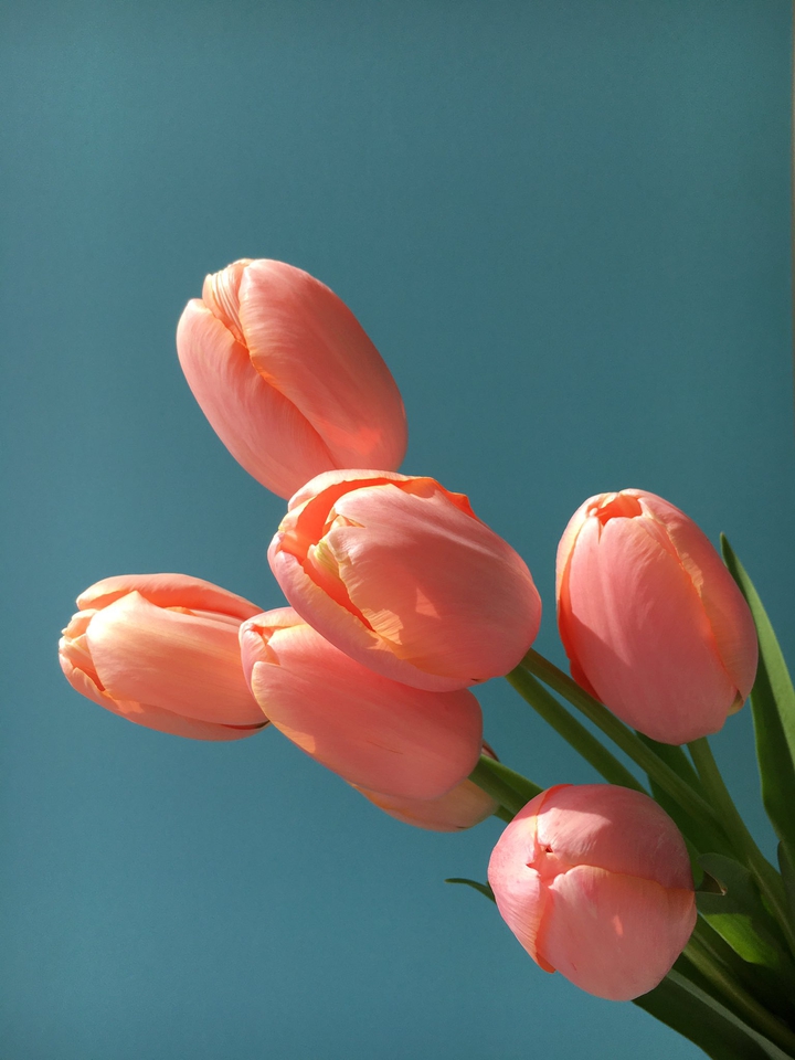 tulip