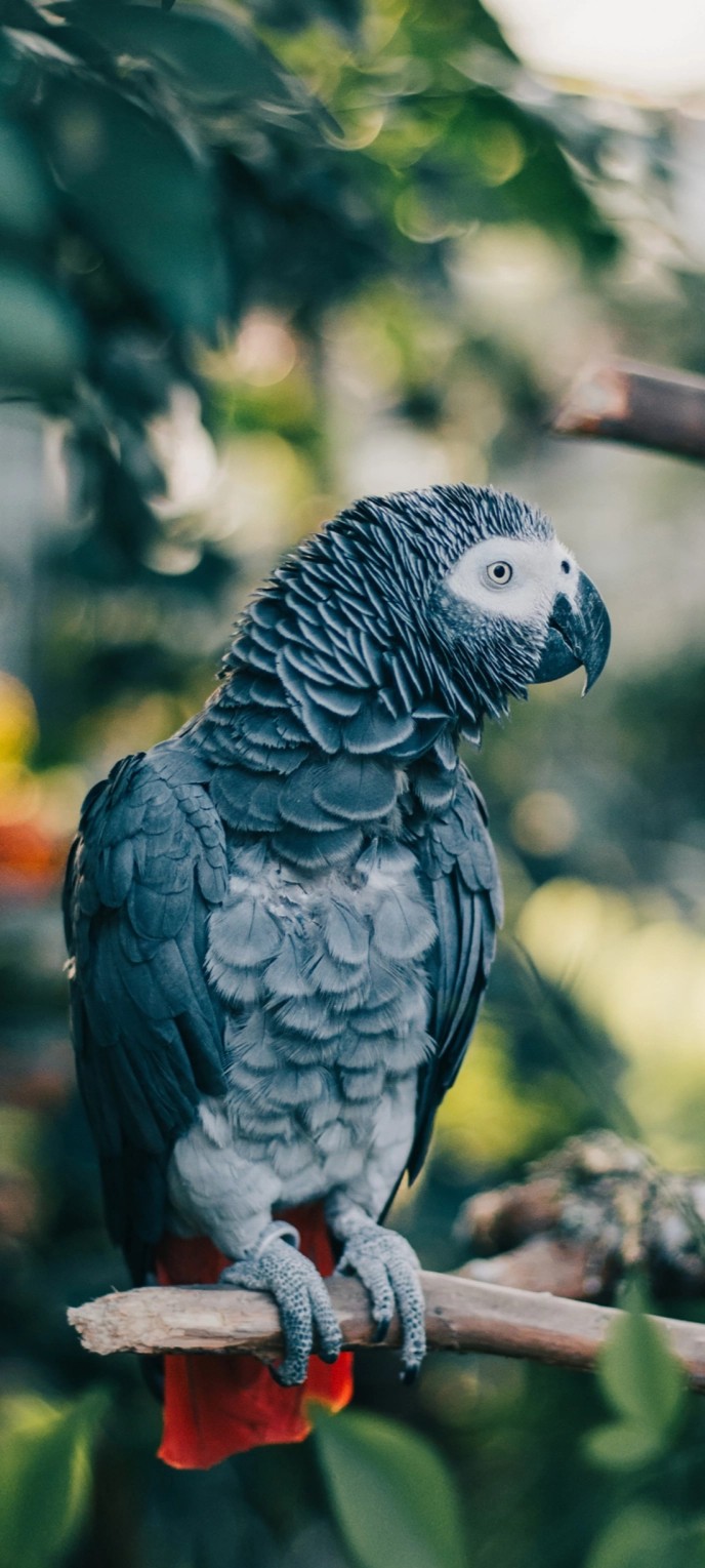 Bird