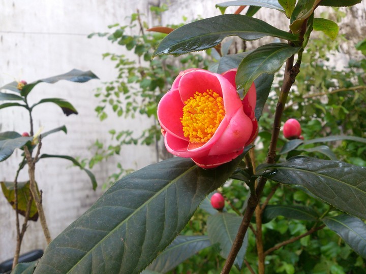 Blossom in cold gray days