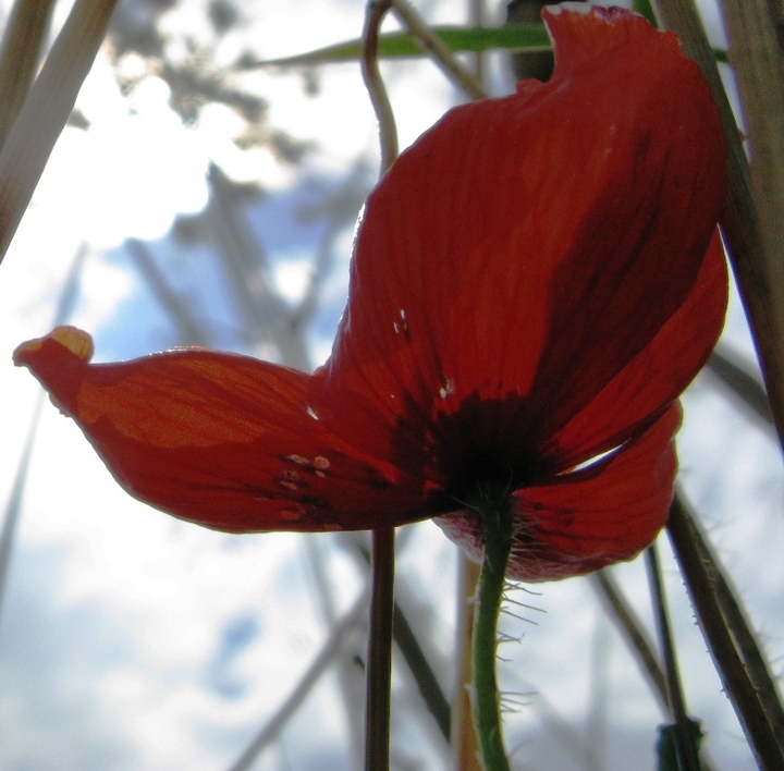 red poppy