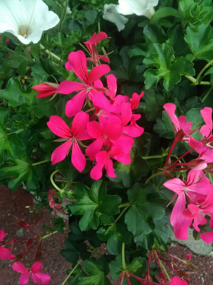 Belle petite fleurs