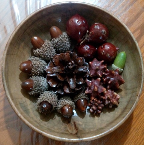 oak fruits