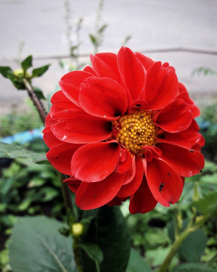 ⚘