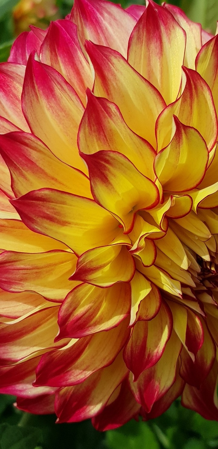 flower