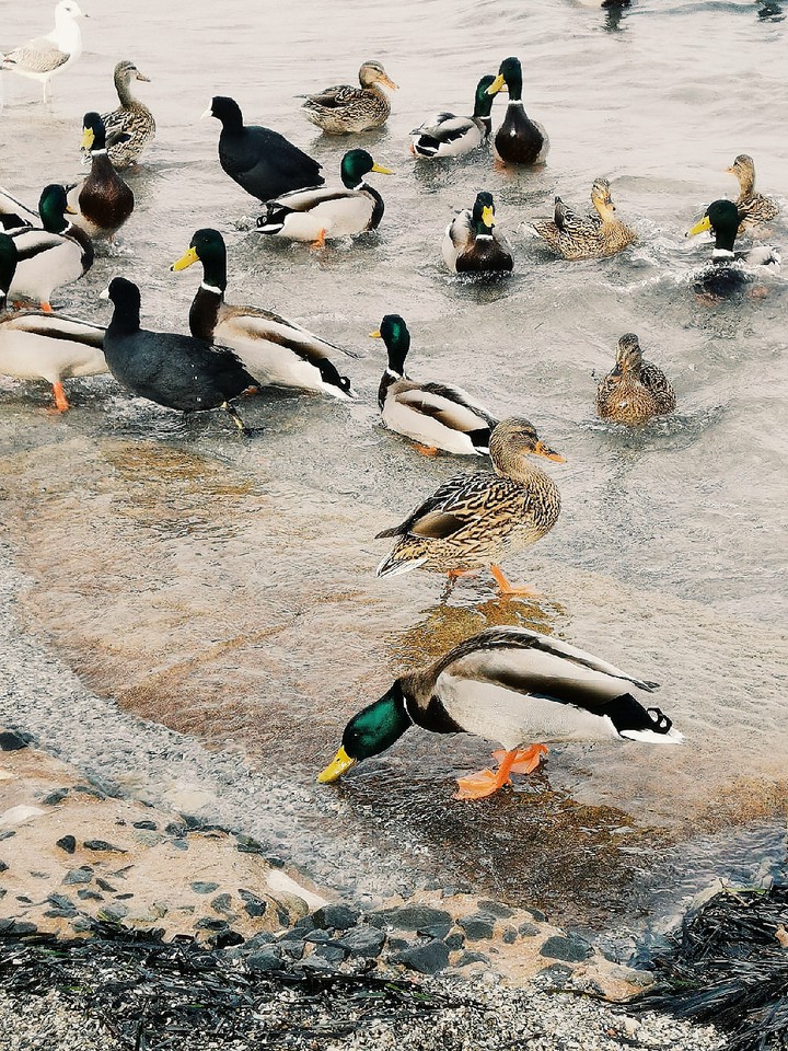 селезень