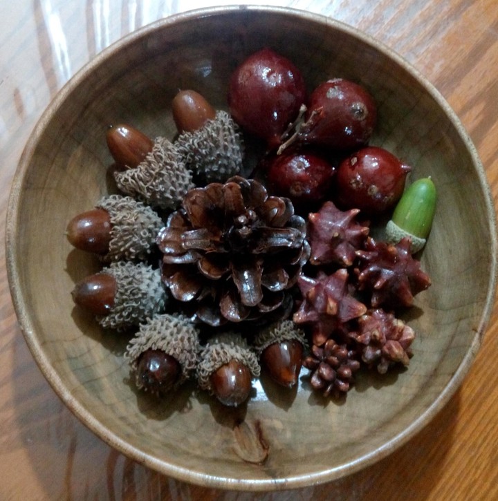 oak fruits